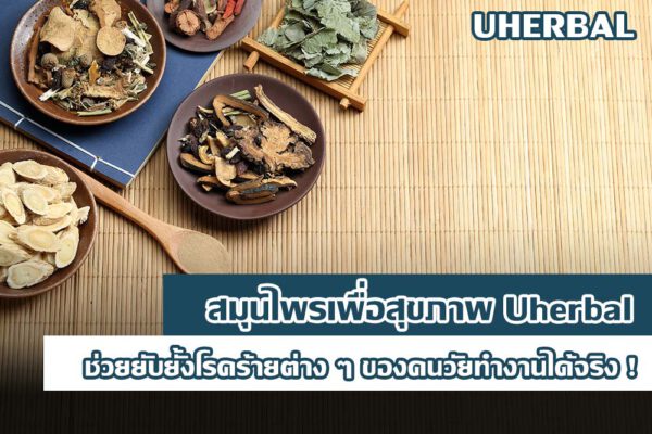 [ของมันต้องมี] สมุนไพรเพื่อสุขภาพ Uherbal ช่วยยับยั้งโรคร้ายต่าง ๆ ของคนวัยทำงานได้จริง !